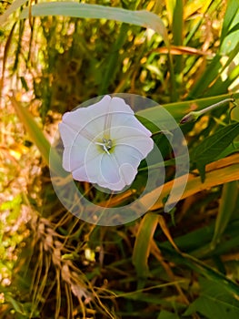 Description.Isolated flower of Convolvulus or bindweed. Creeping plant blooming with purple flower.bindweed flower.