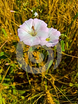 Description.Isolated flower of Convolvulus or bindweed. Creeping plant blooming with purple flower.bindweed flower.