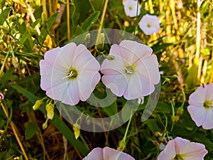Description.Isolated flower of Convolvulus or bindweed. Creeping plant blooming with purple flower.bindweed flower.