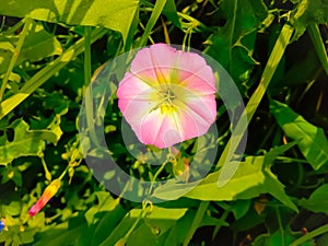 Description.Isolated flower of Convolvulus or bindweed. Creeping plant blooming with purple flower.bindweed flower.