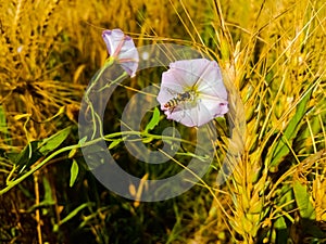 Description.Isolated flower of Convolvulus or bindweed. Creeping plant blooming with purple flower.bindweed flower.