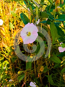 Description.Isolated flower of Convolvulus or bindweed. Creeping plant blooming with purple flower.bindweed flower.