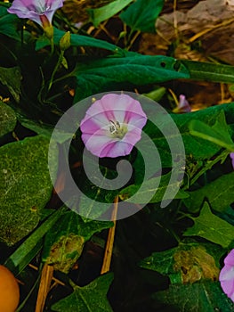 Description.Isolated flower of Convolvulus or bindweed. Creeping plant blooming with purple flower.bindweed flower.