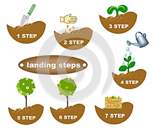 Description of planting steps