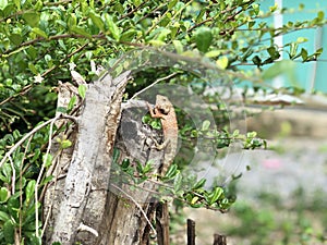 DescriptionChameleons or chamaeleons are a distinctive and highly specialized clade of Old World lizards