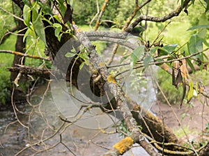 Deseased branch of tree witn lichen