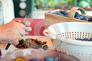 Deseed and cleaning Damson or plums for homemade jam or cake