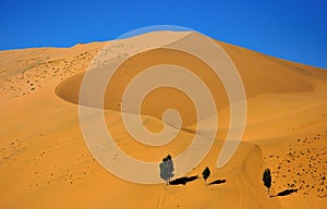 Desert