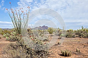 Desert photo