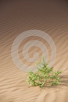 Desert