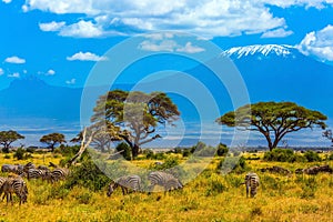 Desert acacia in the savanna