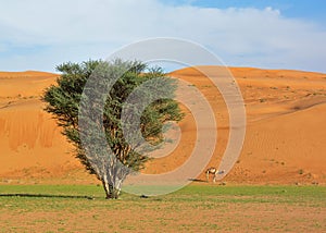 Desert Acacia tree from Oman Middle East Qatar Emirates Saudi Arabia