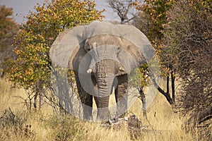 Desert Adapted African Elephant Bull