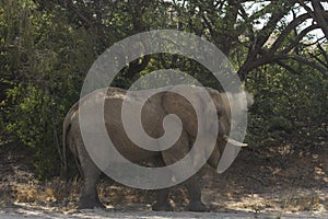 Desert Adapted Elephant Bull