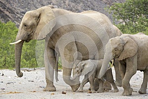 Desert adapted Elephant calf walking in family herd