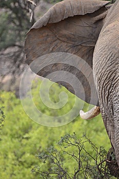 Desert Adapted Elephant photo