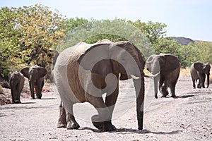Desert Adapted Elephant Family photo