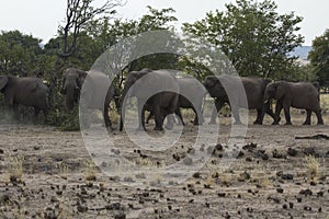 Desert-Adapted Elephant Herd