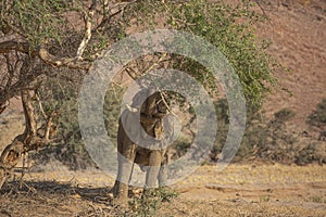 Desert Adapted Elephant Pulling down Tree with Trunk