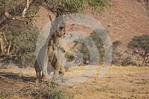 Desert Adapted Elephant Wrapping Trunk around Branch photo