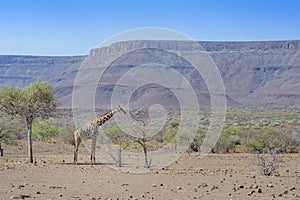 Desert-adapted giraffe in desert landscape photo