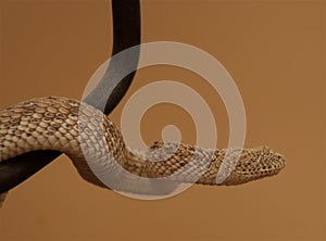 Desert adder or sidewinder
