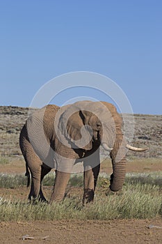 Desert African Elephant bull