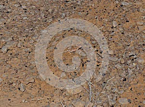 Desert Agama Trapelus Pallidus in the sand