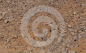 Desert Agama Trapelus Pallidus in the sand