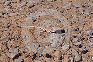 Desert Agama Trapelus Pallidus in the sand