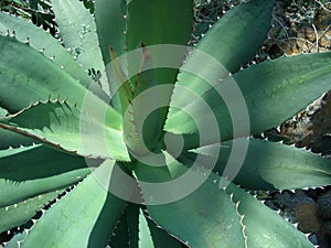 Desert Agave