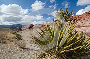 Desert agave plants in the Red Rock Canyon National Conservation Area