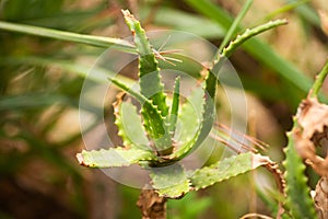 A desert aloe Vera plant in the sun with dried surfaces