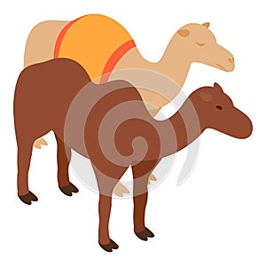 Desert animal icon isometric vector. Two standing different arabian camel icon