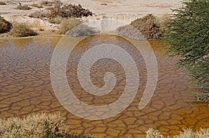 Desert Arava with puddles after rain