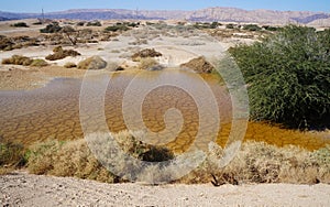 Desert Arava with puddles after rain