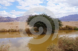 Desert Arava with puddles after rain