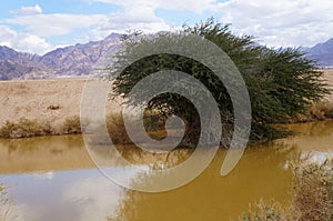 Desert Arava with puddles after rain