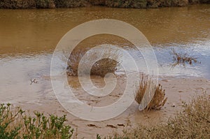 Desert Arava with puddles after rain