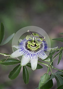 Desert area flower. macro photo photo