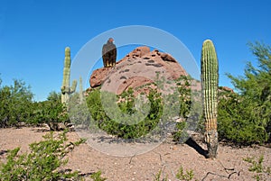 Desert Arizona vulture sitting on rock surround by cactus sunny day