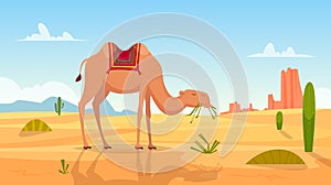 Desert background. African landscape with group of camels outdoor wasteland vector cartoon picture