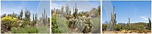 Saguaro cactus southwestern desert scene collage photo