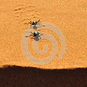 Desierto un insecto 