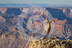 Desert Big Horn Ram Sheep at Grand Canyon