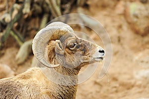 Desert big horn sheep