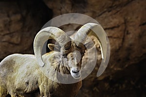Desert Big Horn Sheep