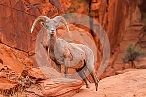 Desert Big Horn Sheep Ram