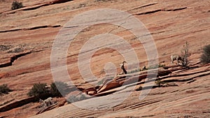 Desert big horned sheep on high red rock ledge