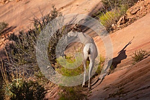 Desert big horned sheep looking in red slickrock ravine